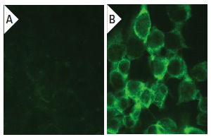 PI-9 (6D700): sc-71897. Immunofluorescence staining of methanol-fixed untransfected (A) and human PI-9 transfected HEK 293T cells (B).