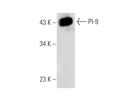 PI-9 (6D700): sc-71897. Western blot analysis of PI-9 expression in K-562 whole cell lysate.