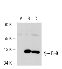 PI-9 (PI9-17): sc-57531. Western blot analysis of PI-9 expression in non-transfected 293T: sc-117752 (A), mouse PI-9 transfected 293T: sc-122560 (B) and Ramos (C) whole cell lysates.