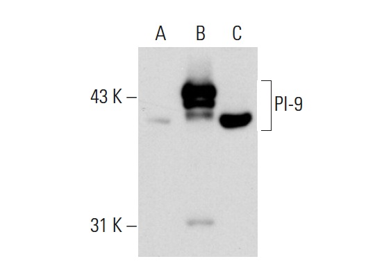 PI-9 (PI9-17): sc-57531. Western blot analysis of PI-9 expression in non-transfected 293T: sc-117752 (A), human PI-9 transfected 293T: sc-158850 (B) and Raji (C) whole cell lysates.