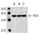 PI-9 (7D8): sc-59983. Western blot analysis of PI-9 expression in Raji (A), Ramos (B) and GA-10 (C) whole cell lysates.