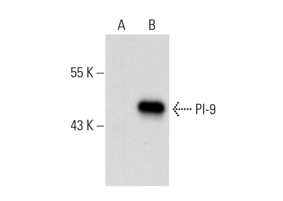 PI-9 (7D8): sc-59983. Western blot analysis of PI-9 expression in non-transfected: sc-117752 (A) and human PI-9 transfected: sc-158850 (B) 293T whole cell lysates.