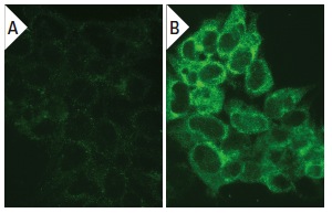 PI-9 (7D8): sc-59983. Immunofluorescence staining of methanol-fixed untransfected (A) and human PI-9 transfected HEK 293T cells (B).