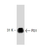 PI31 (26): sc-136416. Western blot analysis of PI31 expression in K562 whole cell lysate.