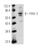 PIAS 3 (C-12): sc-46682. Western blot analysis of PIAS 3 expression in MCF7 whole cell lysate.