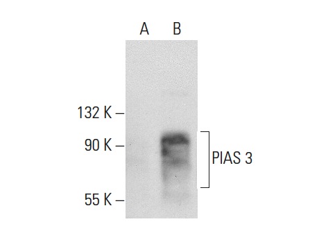 PIAS 3 (C-12): sc-46682. Western blot analysis of PIAS 3 expression in non-transfected: sc-117752 (A) and human PIAS 3 transfected: sc-173063 (B) 293T whole cell lysates.