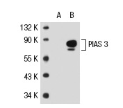 PIAS 3 (E-3): sc-48339. Western blot analysis of PIAS 3 expression in non-transfected: sc-117752 (A) and human PIAS 3 transfected: sc-114958 (B) 293T whole cell lysates.