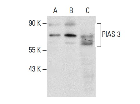 PIAS 3 (E-3): sc-48339. Western blot analysis of PIAS 3 expression in non-transfected 293T: sc-117752 (A), human PIAS 3 transfected 293T: sc-173063 (B) and MCF7 (C) whole cell lysates.