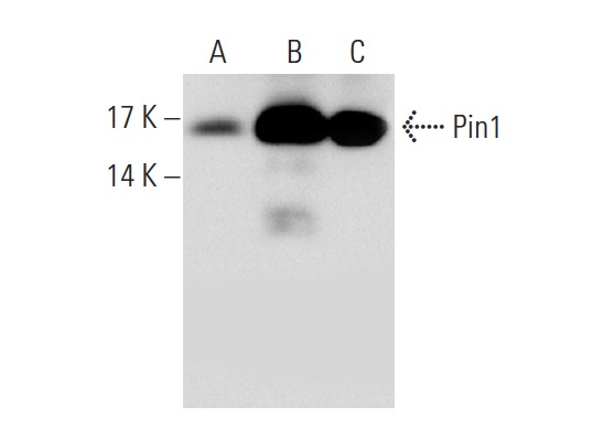 Pin1 (H-123): sc-15340. Western blot analysis of Pin1 expression in non-transfected: sc-117752 (A) and human Pin1 transfected: sc-171264 (B) 293T whole cell lysates and Jurkat nuclear extract (C).