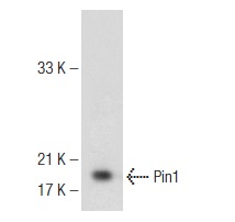 Pin1 (H-123): sc-15340. Western blot analysis of Pin1 expression in PC-3 nuclear extract.