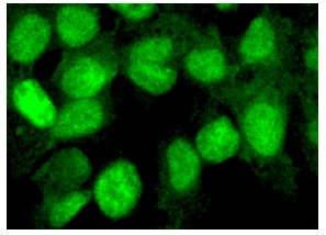 Pin1 (H-123): sc-15340. Immunofluorescence staining of formalin-fixed Hep G2 cells showing nuclear localization.