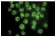 Pin1 (G-8): sc-46660. Immunofluorescence staining of methanol-fixed NIH/3T3 cells showing nuclear localization.