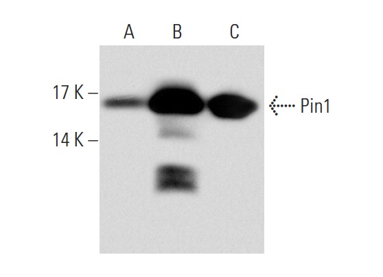 Pin1 (G-8): sc-46660. Western blot analysis of Pin1 expression in non-transfected: sc-117752 (A) and human Pin1 transfected: sc-171264 (B) 293T whole cell lysates and Jurkat nuclear extract (C).