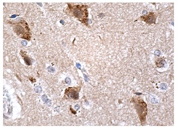 Pin1 (G-8): sc-46660. Immunoperoxidase staining of formalin fixed, paraffin-embedded human brain tissue showing nuclear and cytoplasmic staining of neuronal cells.