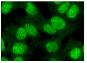 Pin1 (G-8): sc-46660. Immunofluorescence staining of formalin-fixed Hep G2 cells showing nuclear localization.