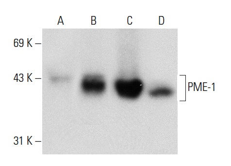 PME-1 (A-10): sc-137145. Western blot analysis of PME-1 expression in non-transfected 293T: sc-117752 (A), mouse PME-1 transfected 293T: sc-116374 (B), K-562 (C) and HeLa (D)whole cell lysates.