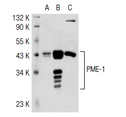 PME-1 (E-8): sc-55472. Western blot analysis of PME-1 expression in non-transfected 293T: sc-117752 (A), human PME-1 transfected 293T: sc-116374 (B) and K-562 (C) whole cell lysates.