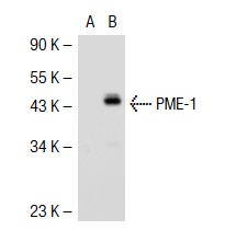 PME-1 (E-8): sc-55472. Western blot analysis of PME-1 expression in non-transfected: sc-117752 (A) and mouse PME-1 transfected: sc-127356 (B) 293T whole cell lysates.