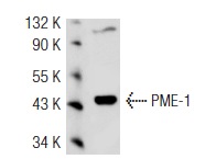 PME-1 (E-8): sc-55472. Western blot analysis of PME-1 expression in KNRK whole cell lysate.