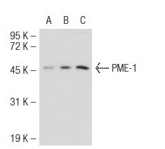 PME-1 (E-8): sc-55472. Western blot analysis of PME-1 expression in non-transfected 293T: sc-117752 (A), mouse PME-1 transfected 293T: sc-127355 (B) and KNRK (C) whole cell lysates.