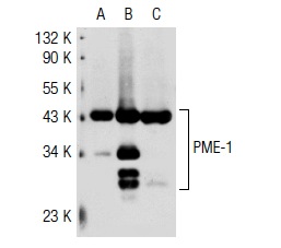 PME-1 (B-12): sc-25278. Western blot analysis of PME-1 expression in non-transfected 293T: sc-117752 (A), human PME-1 transfected 293T: sc-116374 (B) and K-562 (C) whole cell lysates.