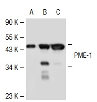 PME-1 (B-12): sc-25278. Western blot analysis of PME-1 expression in non-transfected 293T: sc-117752 (A), mouse PME-1 transfected 293T: sc-127356 (B) and KNRK (C) whole cell lysates.