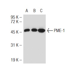PME-1 (B-12): sc-25278. Western blot analysis of PME-1 expression in non-transfected 293T: sc-117752 (A), mouse PME-1 transfected 293T: sc-127355 (B) and KNRK (C) whole cell lysates.