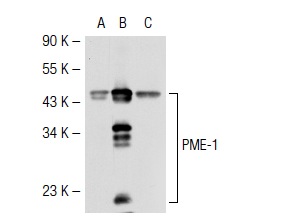 PME-1 (H-226): sc-20086. Western blot analysis of PME-1 expression in non-transfected 293T: sc-117752 (A), human PME-1 transfected 293T: sc-116374 (B) and K-562 (C) whole cell lysates.