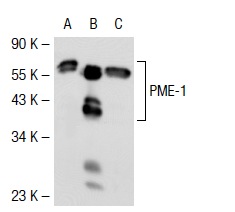 PME-1 (H-226): sc-20086. Western blot analysis of PME-1 expression in non-transfected 293T: sc-117752 (A), mouse PME-1 transfected 293T: sc-127356 (B) and KNRK (C) whole cell lysates.