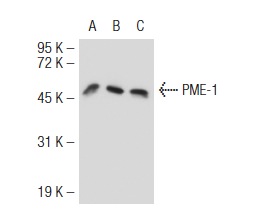 PME-1 (H-226): sc-20086. Western blot analysis of PME-1 expression in non-transfected 293T: sc-117752 (A), mouse PME-1 transfected 293T: sc-127355 (B) and KNRK (C) whole cell lysates.