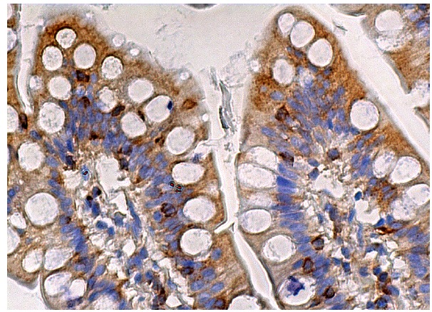 POFUT2 (G-1): sc-271239. Immunoperoxidase staining of formalin fixed, paraffin-embedded human small intestine tissue showing cytoplasmic staining of glandular cells.