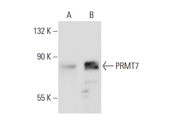 PRMT7 (D-1): sc-166819. Western blot analysis of PRMT7 expression in non-transfected: sc-117752 (A) and mouse PRMT7 transfected: sc-122782 (B) 293T whole cell lysates.