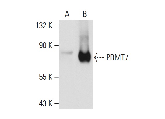 PRMT7 (D-1): sc-166819. Western blot analysis of PRMT7 expression in non-transfected: sc-117752 (A) and mouse PRMT7 transfected: sc-122784 (B) 293T whole cell lysates.