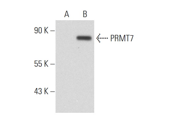 PRMT7 (H-300): sc-98882. Western blot analysis of PRMT7 expression in non-transfected: sc-117752 (A) and mouse PRMT7 transfected: sc-122782 (B) 293T whole cell lysates.