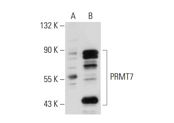 PRMT7 (H-300): sc-98882. Western blot analysis of PRMT7 expression in non-transfected: sc-110760 (A) and human PRMT7 transfected: sc-110644 (B) 293 whole cell lysates.