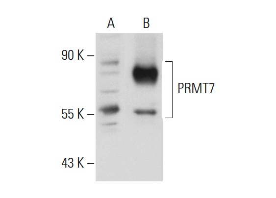 PRMT7 (H-300): sc-98882. Western blot analysis of PRMT7 expression in non-transfected: sc-117752 (A) and mouse PRMT7 transfected: sc-122784 (B) 293T whole cell lysates.