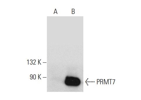 PRMT7 (K-18): sc-48658. Western blot analysis of PRMT7 expression in non-transfected: sc-117752 (A) and mouse PRMT7 transfected: sc-122784 (B) 293T whole cell lysates.