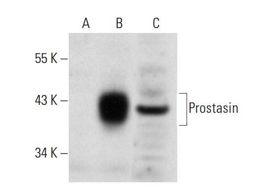 Prostasin (H-75): sc-98868. Western blot analysis of Prostasin expression in non-transfected 293T: sc-117752 (A), mouse Prostasin transfected 293T: sc-127388 (B) and Hep G2 (C) whole cell lysates.