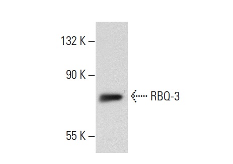 RBQ-3 (H-269): sc-98551. Western blot analysis of RBQ-3 expression in HeLa whole cell lysate.