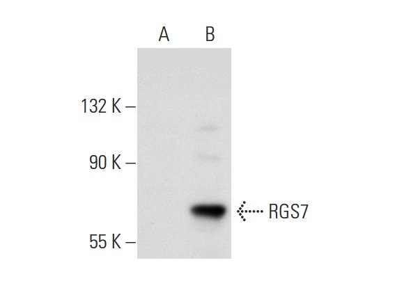 RGS6/7 (H-190): sc-28836. Western blot analysis of RGS7 expression in non-transfected: sc-117752 (A) and human RGS7 transfected: sc-173973 (B) 293T whole cell lysates.