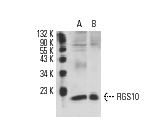 RGS10 (A-8): sc-46679. Western blot analysis of RGS10 expression in BJAB whole cell lysate (A) and CCRF-CEM nuclear extract (B).