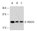 RGS10 (C-20): sc-6206. Western blot analysis of RGS10 expression in BJAB (A), Ramos (B) and H4 (C) whole cell lysates.