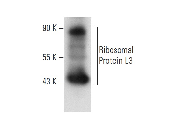 Ribosomal Protein L3 (C-14): sc-86826. Western blot analysis of Ribosomal Protein L3 expression in K-562 whole cell lysate.