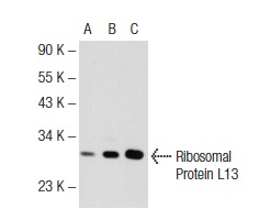Ribosomal Protein L13 (U-25): sc-133960. Western blot analysis of Ribosomal Protein L13 expression in non-transfected 293T: sc-117752 (A), human Ribosomal Protein L13 transfected 293T: sc-174357 (B) and K-562 (C) whole cell lysates.