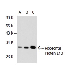 Ribosomal Protein L13 (U-25): sc-133960. Western blot analysis of Ribosomal Protein L13 expression in non-transfected 293T: sc-117752 (A), human Ribosomal Protein L13 transfected 293T: sc-174372 (B) and K-562 (C) whole cell lysates.