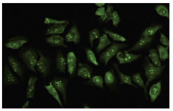 Ribosomal Protein L19 (K-12): sc-100830. Immunofluorescence staining of paraformaldehyde-fixed HeLa cells showing nuclear and cytoplasmic localization.