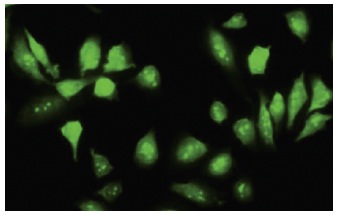 Ribosomal Protein S5 (464-J): sc-100832. Immunofluorescence staining of paraformaldehyde-fixed HeLa cells showing nuclear and cytoplasmic localization.