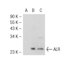 ALR (V-16): sc-51257. Western blot analysis of ALR expression in non-transfected 293T: sc-117752 (A), mouse ALR transfected 293T: sc-118366 (B) and Hep G2 (C) whole cell lysates.