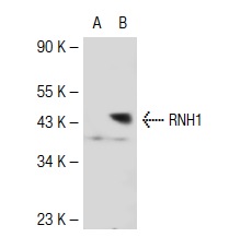 RNH1 (C-14): sc-49697. Western blot analysis of RNH1 expression in non-transfected: sc-117752 (A) and human RNH1 transfected: sc-116168 (B) 293T whole cell lysates.