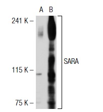 SARA (H-300): sc-9135. Western blot analysis of SARA expression in non-transfected: sc-117752 (A) and human SARA transfected: sc-115327 (B) 293T whole cell lysates.